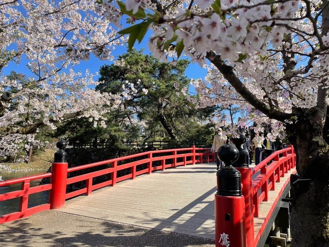加田晶子さんのインスタグラム写真 - (加田晶子Instagram)「先日、3年ぶりに第二の故郷、青森に行けました😭❤️  弘前の満開の桜を心の友と見られました🥺やはり弘前城の桜は最高ですね❣️日本一だと思っております🌸 この日は真っ青な空に淡いピンクが映えていて、非常に美しかったです😌癒しの空間が広がっていました。 エネルギーチャージできたので、また頑張ります🌷  #弘前さくらまつり #弘前城 #弘前城の桜#桜の名所 #日本一の桜 #満開の桜#sakura #お花見 #3年ぶり #青森 #第二の故郷 #原点#エネルギーチャージ#旅の記録 #フリーアナウンサー #アナウンサー#女子アナ #フリーランス」4月26日 9時17分 - accoo.k