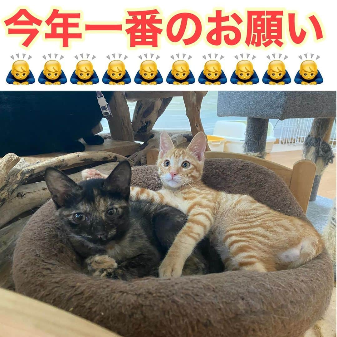 猫カフェきぶん屋さんのインスタグラム写真 - (猫カフェきぶん屋Instagram)「今年一番のお願いです。  やっとこさ、本当に長かったですがついに完成！ 製造数は５０００個、１００００キロ。 とてつもない量のカレーが入荷しました。  僕はこのカレーが売れるようになるまで今年は他のチャレンジができないくらいこの企画にかけています。 一度買って美味しくなくてリピートしないというのが一番イケてないのでとにかく味にこだわりました。  週１お肉抜き生活、一緒に始めませんか？ 晩ごはんをちょっと楽する日もつくって時間の余裕を作りませんか？ いろんな想いがありますが、皆様に伝えていきたいと思っています。  美味しく楽しく未来のために行動しましょう。 まずは５０００食、皆様の感想を聞きながら味を調整し、正式版を作りたいと思います。  どうかどうか、注文して応援してください!! 利益をネコにもネコ以外の動物が幸せに生きるためにも使っていきたいと思います。  https://kenkoshukan.stores.jp/ 『変えてみよう』でGoogle検索🔍  ネットショップへはプロフィールのリンクから進めます‼︎   #愛猫　#猫　#ねこ　#ネコ　#ねこのきもち　#ペコねこ部　#猫のいる暮らし　#猫のいる幸せ　#猫動画　#癒し　#保護猫　#譲渡会　#宝塚市　#meow #cat #catstagram  #catsofinstagram  #cats_of_world #instacat #pet #petstagram #petsofinstagram #9gag #catlover #カレー #ベジカレー」4月26日 19時08分 - nekocafekibunya