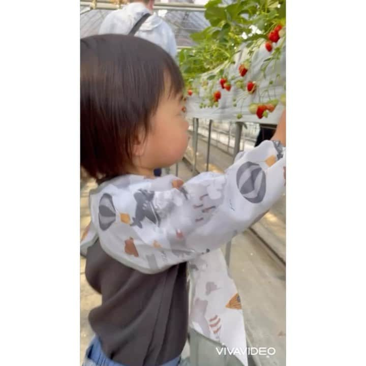 山田真以のインスタグラム：「今年は自分で赤いの探してピッキング🍓✨ あかいの探してねー！あかいのだよー！の声かけ通り、ちゃんと赤いの探していました☺️ 言ってることがだいぶ理解出来てきていて成長に驚くばかり。 ちゃーんとヘタはママにはい。って渡してくるし、最後はいちごのあまーい先だけ食べてあとはママね。とずる賢さも発揮していました😅❣️ いちご狩り、楽しかったね💕 #山梨#石原農場8番#いちご#いちご狩り#strawberry#strawberrypicking」