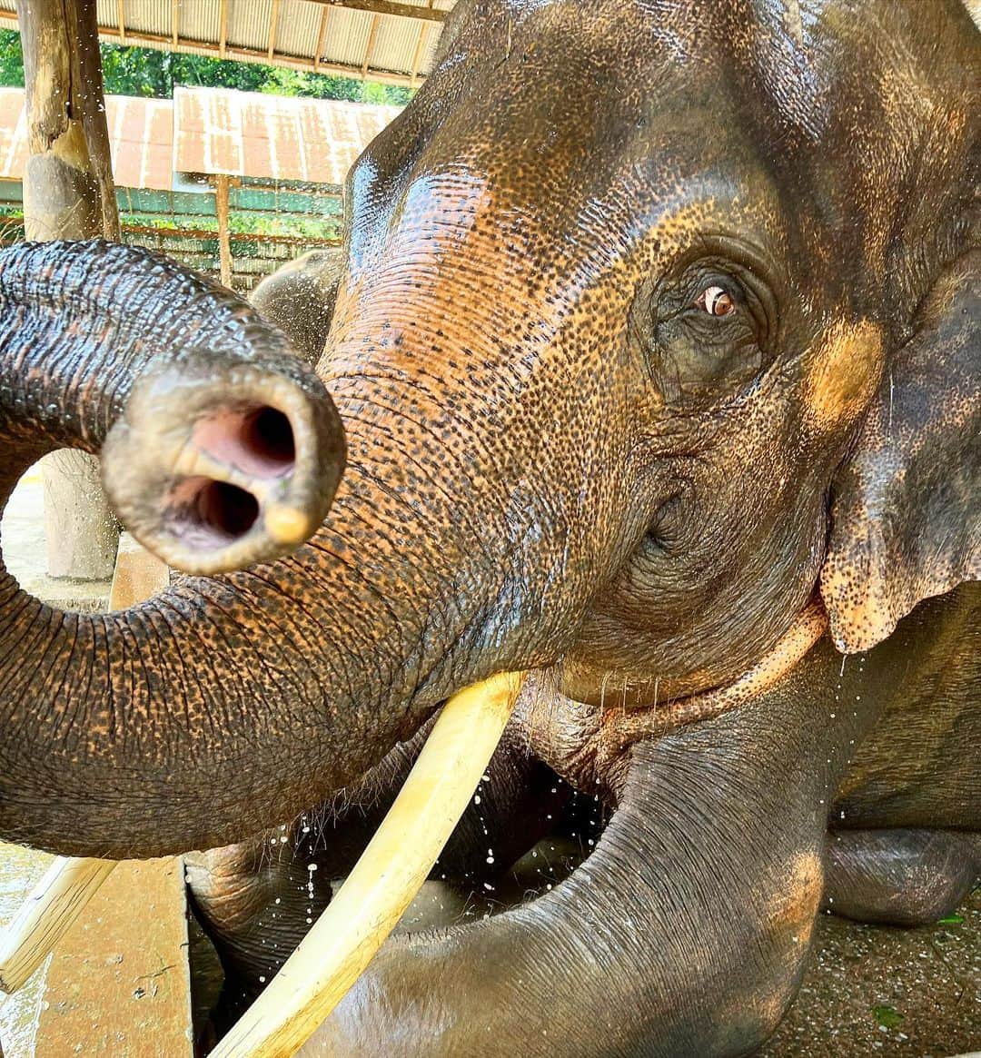 山城葉子さんのインスタグラム写真 - (山城葉子Instagram)「. 🐘🐘🐘🌍🌎🌏🌳🌲🌴  Chiengmaiには沢山の象の保護団体があり、群れから外れた象、怪我してる象を保護してる施設があります。そこに伺うことが今回の目的の１つでした。  かつて10万頭いたアジアに生息する象が、現在は森林の減少と共に5000頭に激減し絶滅危惧種に指定されています。 アフリカの象はこの30年間で86%も減少したそう。 象牙の密猟や森林伐採がその大きな原因です。  ゾウ1頭の1日あたりの食事量は最大200キロ。タイでは1000頭近くの象が餓死の危機に直面しているそう。  目がとても可愛くて喜ぶと耳を大きく前後に振ってコミュニケーションをとってくれます。 優しい目が本当に愛らしい。 象に乗ったりすることは可哀想なの沢山エサをあげて沢山お鼻を触りました。  🐘🤍🌏🌳 どうかこれからもずっと美しい姿を私たちに見せ続けてほしいです。地球から森がなくならないよう、緑が失われないように。」4月26日 11時22分 - yokoyamashiro