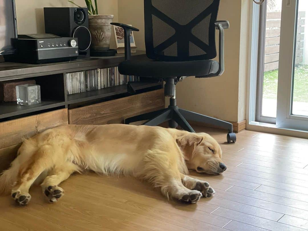 とものインスタグラム：「曇りだけれど18度☁️ 窓を開けてお昼寝出来ます🐶💤気持ち良いね〜🌸 * #ゴールデンレトリバー　#るこる君11ヶ月 #グンマフクシマ」