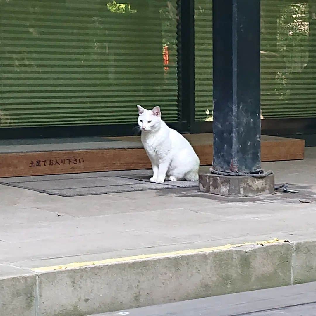 千葉泉さんのインスタグラム写真 - (千葉泉Instagram)「近くでお仕事だったので、ご挨拶に行ってきました！！⁡ ⁡白猫ちゃんがいるのは知ってたんだけど……2匹いる、ってことを初めて知った！！！( °_° )⁡ ⁡いつも1匹しか会えてなかったのか……！⁡ ⁡なんか、凄くお得な気分になりました。⁡ ⁡いい事ありますように🙏🍀⁡ ⁡⁡ ⁡ #神社 ⁡ ⁡ #愛宕神社⁡ ⁡ #神社巡り ⁡ ⁡ #ねこ ⁡ ⁡ #白猫」5月25日 22時03分 - izumi_chiba1206