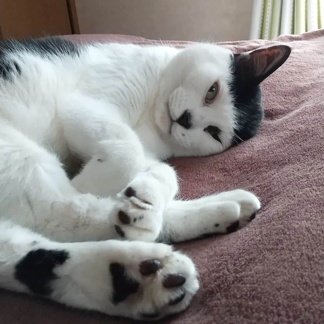 アトムとノエルのインスタグラム：「片目開け寝アトム。  #ねこ#cat」