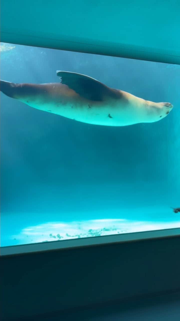 八幡美咲のインスタグラム：「宮島水族館のドドちゃん🦭💓  入社して初めて ホームテレビで長年放送されている「地球派宣言」ロケへ 魚のお兄さん 川ちゃんと行ってきました🐟  普段見られない動物や植物の姿が生き生きと見られる このコーナーが大好きだったので とても嬉しいです🥰   トドが優雅に泳いでる姿は ずっと見ていても飽きないですね(⑉• •⑉)  水族館にいる生き物はどれも可愛くて癒されましたが 1番心を奪われたのはトドでした。 (いやペンギン🐧。。や、コウイカかな。。迷う。)  魚のお兄さん、川ちゃんが たーくさんいろんな豆知識を 面白く！楽しく！さらに可愛い絵を使って教えてくれるので魚レベルが10アップしました😎🧡🐟  今日の5up!で放送されました✨ 第2弾は来月です🌸  お楽しみに✨」