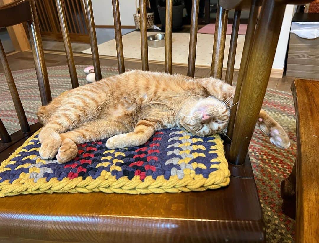 篠原信一のインスタグラム：「今日も1日お疲れさまです😁 チャコちゃんもお疲れですね😅  #茶トラ猫 #ねこ #cat  #保護猫 #ねこのいる暮らし #爆睡 #💤」