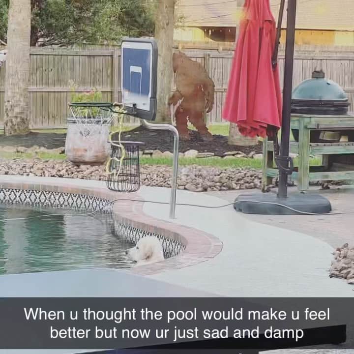 BarkBoxのインスタグラム：「Sometimes u just need to go neck deep in the pool and ✨ reflect ✨ ᶦᵗ’ˢ ᵍᵒᵒᵈ ᶠᵒʳ ᵗʰᵉ ˢᵒᵘˡ  📷: Jennifer Broussard Smith   #dogsofinstagram #barkbox」
