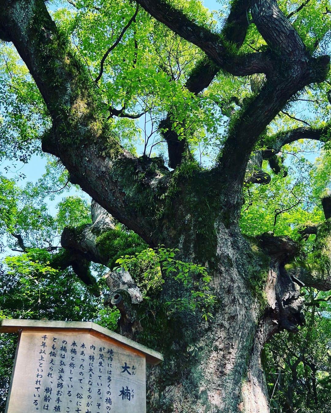 植原みゆきのインスタグラム：「弾丸旅行、名古屋と京都へ！！ 名古屋現地集合で友人たちと合流し初のモーニングを堪能😋 熱田神宮へ行き静かな景色を眺めながらきしめんをすすり お昼は名古屋コーチンの親子丼 午後からさらに1人合流しピザを食べ 夜はひつまぶし！！ ⁡ 翌日は朝から京都へ移動して行きたかった瑠璃光院へ✨ 美しかった！！！ そのまま錦市場で食べ歩きをして夕方からの仕事のために東京に戻りました 盛りだくさんな旅行だったけど たくさん笑って話をして気持ちはしっかりリフレッシュ✨ ⁡ まだまだ行きたいところがたくさんあるので、また名古屋も京都もいかねば‼️ ⁡  #名古屋  #京都  #瑠璃光院」