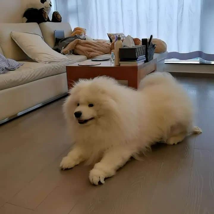 Alex Toのインスタグラム：「😋😋😋 #cute #dog #doglover #dogsofinstagram #dogoftheday #dogofthedayjp #dogstagram #fluffy #hkig #hongkong #ilovemydog #instadog #instagood #instamood #instagraphy #instapic #samoyedoninstagram #pet #petlovers #petsofinstagram #petstagram #photooftheday #puppy #pupsofinstagram #samoyed #samoyedsofinstagram #webstagram #犬 #サモエド」