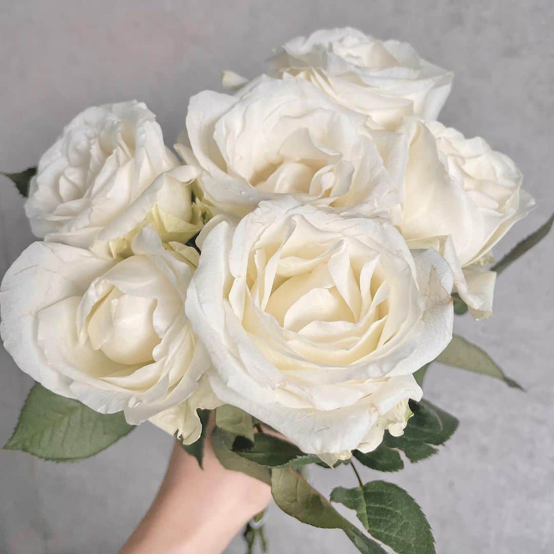 武藤彩芽のインスタグラム：「. . 心の平和がいちばん🕊♡ . #白い薔薇　#花言葉  #純潔　#深い尊敬」