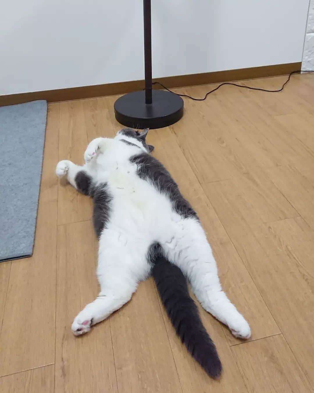 高橋靖子さんのインスタグラム写真 - (高橋靖子Instagram)「🐈おやすが夕ご飯の後に、アイスとかっぱえびせんのピザマルゲリータ味を食べてて僕の相手をしてくれないニャイ💨だから僕は寝るニャー💤(お腹はこんなにオープンにするけど、モフモフはさせないんだニャー。僕はそういうタイプです🐾) #かっぱえびせんはやっぱり普通の味が一番いい  #猫  #ブリティッシュショートヘア  #今日のトト  #にゃんすたぐらむ  #猫のいるくらし  #고양이  #브리티쉬숏헤어  #토토  #吉本新喜劇  #よしもと新喜劇  #新喜劇」5月22日 20時44分 - oyasupororo