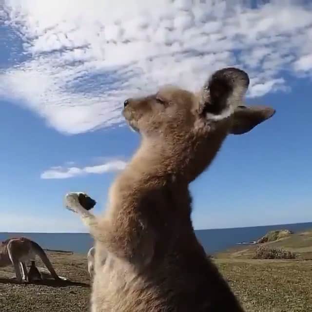 animals.coのインスタグラム：「Cute little kangaroo enjoying a little tummy rub on this beautiful morning 🦘☀️ Video by @wavestowildernessexperiences」