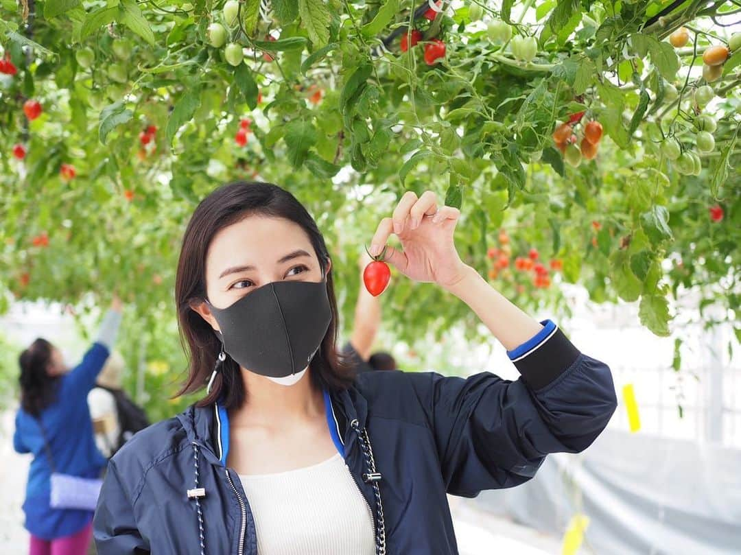 岡本あずさのインスタグラム：「野菜ソムリエコミュニティのトマト収穫イベントに参加🍅 去年に続き、愛知県愛西市の石原農園さん(@ishiharafarm )にお邪魔しました。 緑から赤に色付いていくグラデーションが何とも美しい。 カラフルなトマトたちを10種類ほど収穫させて頂きました。それぞれ味も違うし、本当に美味しいので、これだけあってもあっという間になくなってしまいます🤤 @kikuko_photo さん、お誘いありがとうございました！ #野菜ソムリエ #野菜ソムリエコミュニティ」