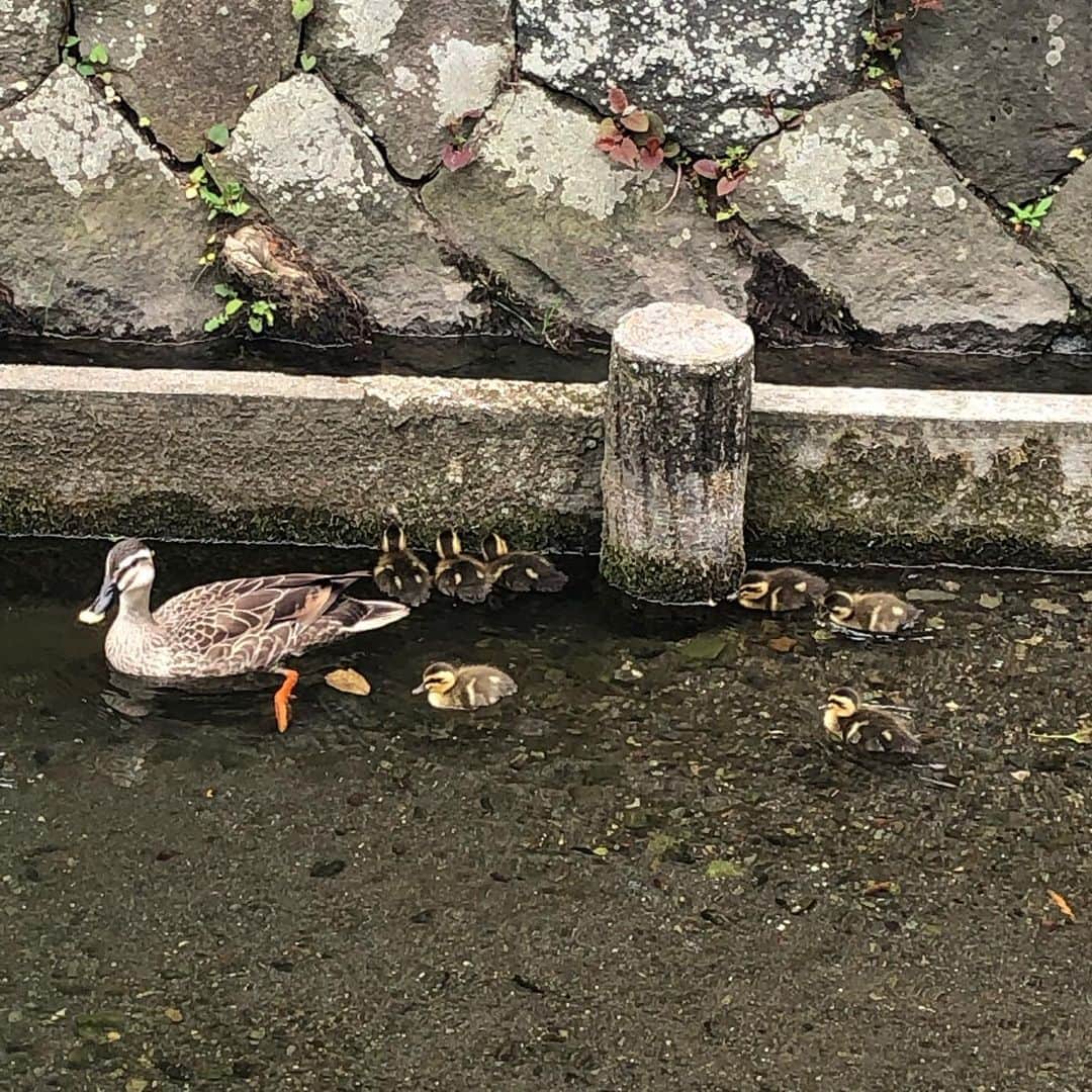 原口奈菜のインスタグラム：「いつもの川が賑やかに🦆💕 子どものペースに合わせて泳ぐお父さん&お母さんカモ、素敵でした✨」