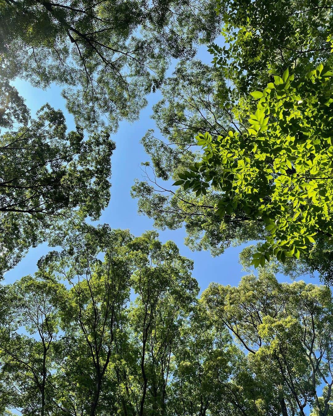 石川亜沙美のインスタグラム：「見上げた空 ・ ☺️深呼吸✨✨ パワーチャージ🙌 ・ ・ #2022.5.22 #青空の下で #bluesky  #☀️」
