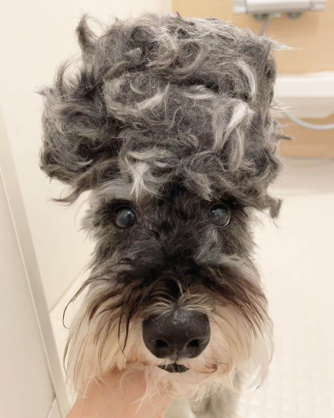 北川けんいちのインスタグラム：「カットするたんび あそばれるまる氏🐶  #miniatureschnauzer  #ミニチュアシュナウザー  #犬のいる暮らし  #doghairstyle  #犬毛」