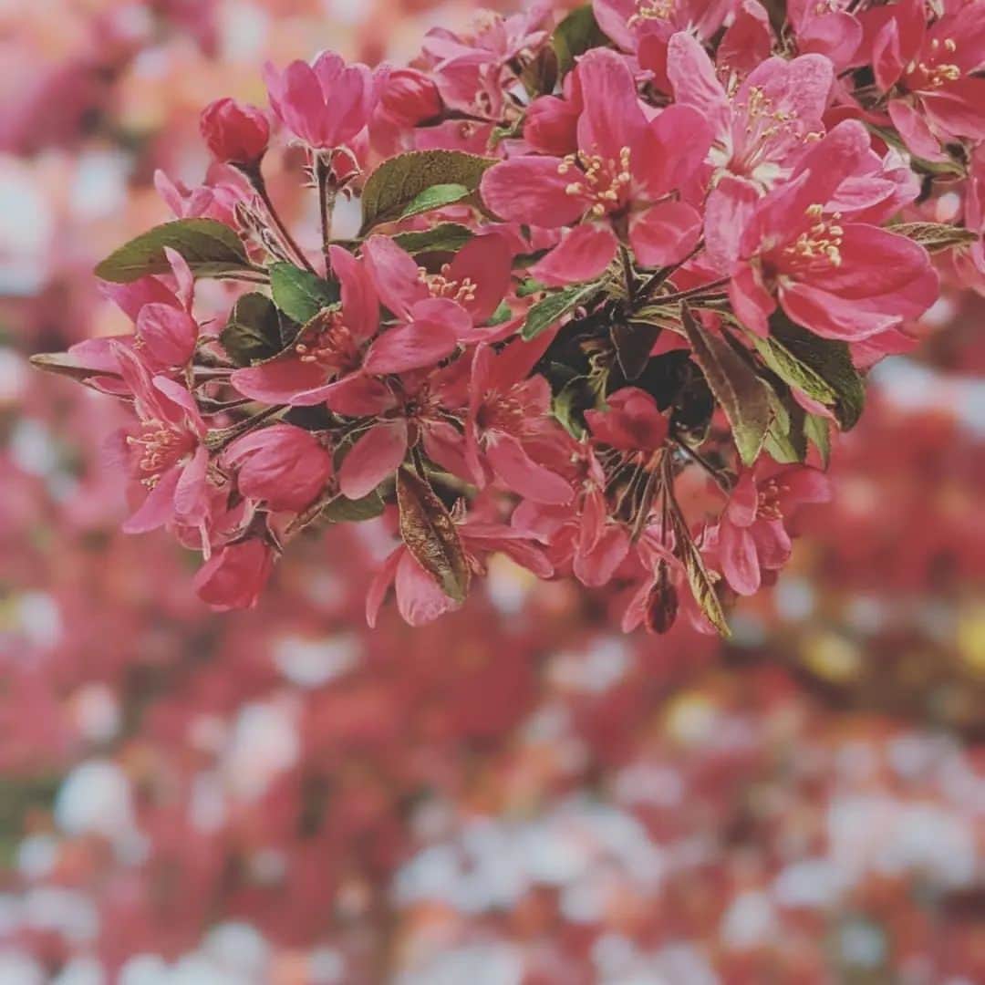 ブリタニ・クラインさんのインスタグラム写真 - (ブリタニ・クラインInstagram)「Spring vibes.🌸 ⚾Staying busy.」5月23日 4時53分 - official_brittkline