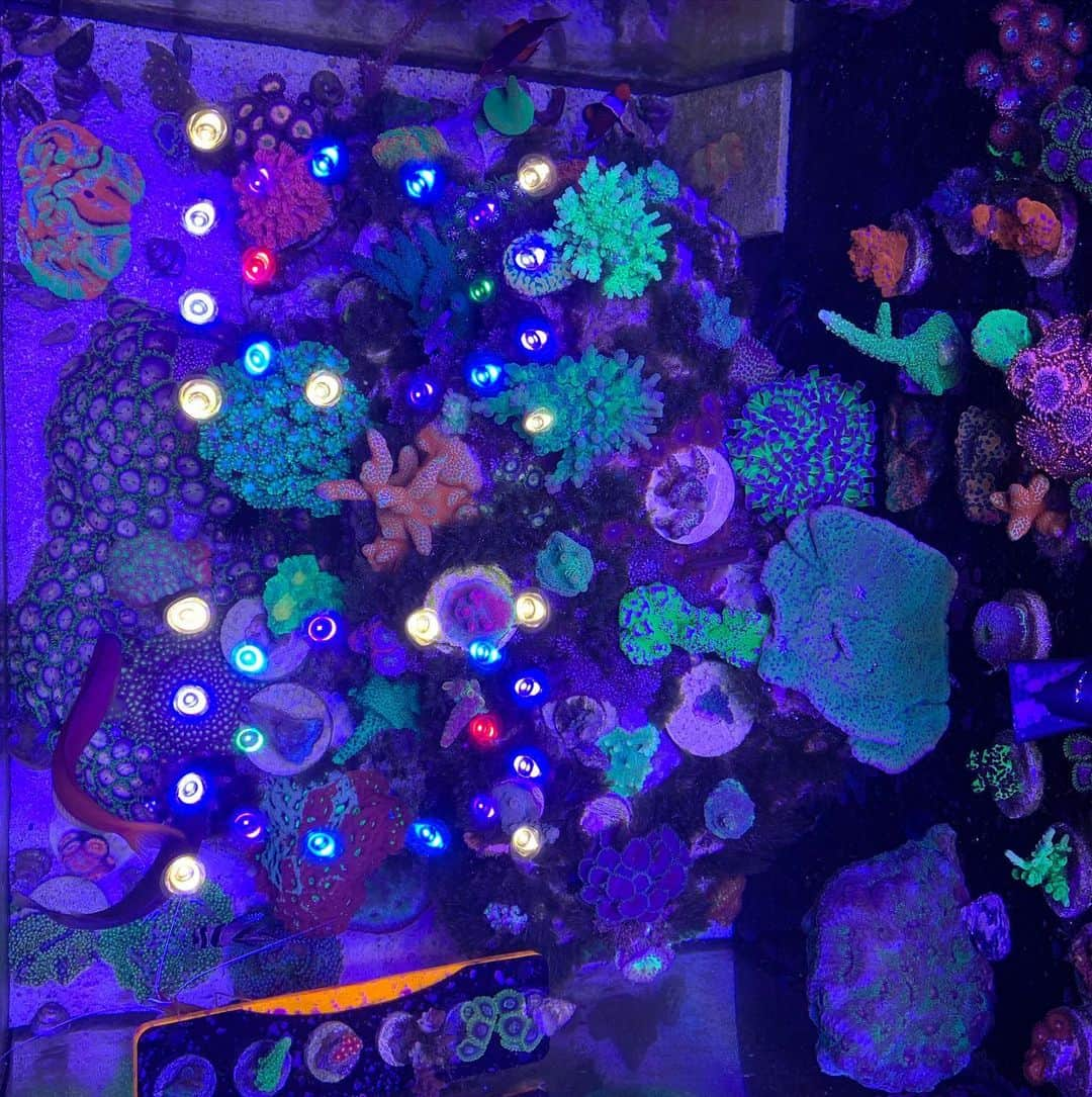 キーファー・ハベルのインスタグラム：「Left last minute for 6 nights, gave my partner minimum dosing/feeding instructions.  Everything looks notably better than before I left.  Weird knowing life thrives more when you exit.  #aesoprock #coral #nofilter #topdowntankview」