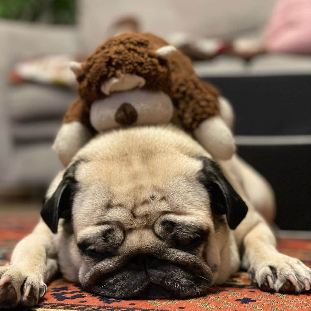 真飛聖さんのインスタグラム写真 - (真飛聖Instagram)「🐶＆🐵  いつだって 仲良し2人組🐶＆🐵  #パグ#pug#女の子 #おもち #ウッキー #大親友」5月22日 21時34分 - sei_matobu