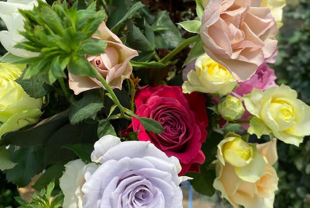 前田有紀さんのインスタグラム写真 - (前田有紀Instagram)「すでに5月20日金曜日のインスタライブを見てくださった方もとても多かったですが、6月2日ローズの日に合わせて、神生バラ園　@kano_roses とのコラボレーションで、こだわりのセレクトのローズブーケをgui flowerチームで束ねてお届けします。 流通の中でも、産地のことが身近なってきたと感じる野菜などの食材に比べて、お花はまだまだ花の農家さんのこと、知らない方も多いと思います。 神生さんは、日本を代表するバラ生産者さんですが、取材させていただいて、未来に向けてチャレンジしている真摯な姿勢にますますファンになり、もっと伝えていけたらと思いました。 そして、デビューを控えたバラたちの可愛いこと！ バラの生産だけでなく、少し先の未来のための露地の草花への取り組みも。お話を伺ってきたことを少しずつ綴っていけたらと思います。  お申込みは、神生バラ園オンラインストアまで。 @kano_roses   #ローズの日 #神生バラ園」5月22日 22時34分 - yukimaeda0117