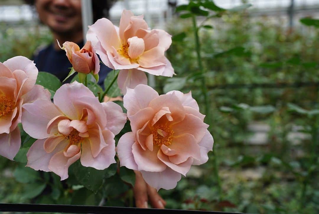 前田有紀さんのインスタグラム写真 - (前田有紀Instagram)「すでに5月20日金曜日のインスタライブを見てくださった方もとても多かったですが、6月2日ローズの日に合わせて、神生バラ園　@kano_roses とのコラボレーションで、こだわりのセレクトのローズブーケをgui flowerチームで束ねてお届けします。 流通の中でも、産地のことが身近なってきたと感じる野菜などの食材に比べて、お花はまだまだ花の農家さんのこと、知らない方も多いと思います。 神生さんは、日本を代表するバラ生産者さんですが、取材させていただいて、未来に向けてチャレンジしている真摯な姿勢にますますファンになり、もっと伝えていけたらと思いました。 そして、デビューを控えたバラたちの可愛いこと！ バラの生産だけでなく、少し先の未来のための露地の草花への取り組みも。お話を伺ってきたことを少しずつ綴っていけたらと思います。  お申込みは、神生バラ園オンラインストアまで。 @kano_roses   #ローズの日 #神生バラ園」5月22日 22時34分 - yukimaeda0117