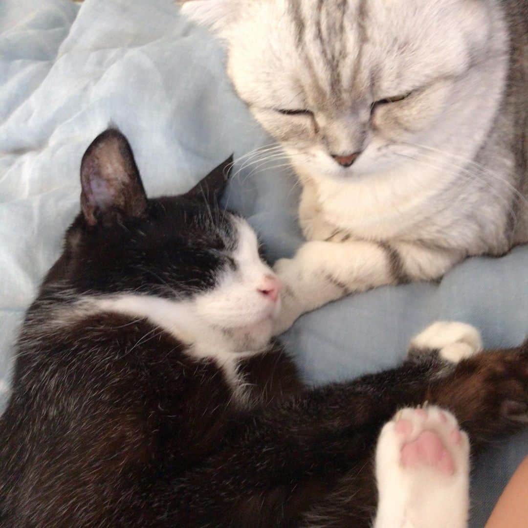 アレクサンダーのインスタグラム：「坂本とライチ❤️ 🐈‍⬛🐈❤️」