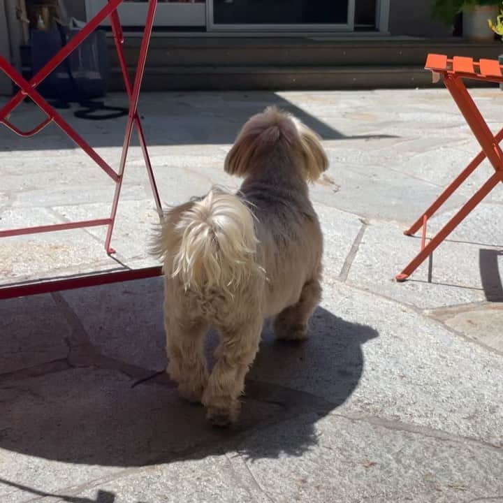 Dougie the Shih Tzuのインスタグラム：「Wants to see what the big guy is doing … then hightails it back when he sees it’s bathtime.」
