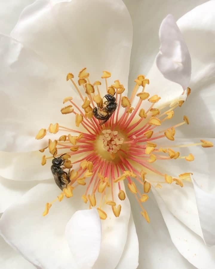 Baekのインスタグラム：「Bee enjoying Rose Jacqueline du Pré🤍  いろんな花が咲いたらいろんな蜂と蝶が来るようになりました。 今日の朝は小さな蜂2匹が体中花粉だらけでかわいかった！ー  自然ではこうやって蜂が違う薔薇と薔薇を受精させて新しい種類ができるみたい… 最近の薔薇はポプリ作りで全部花をとっちゃったけどこれからのはタネができるように残してみようと！🌟」