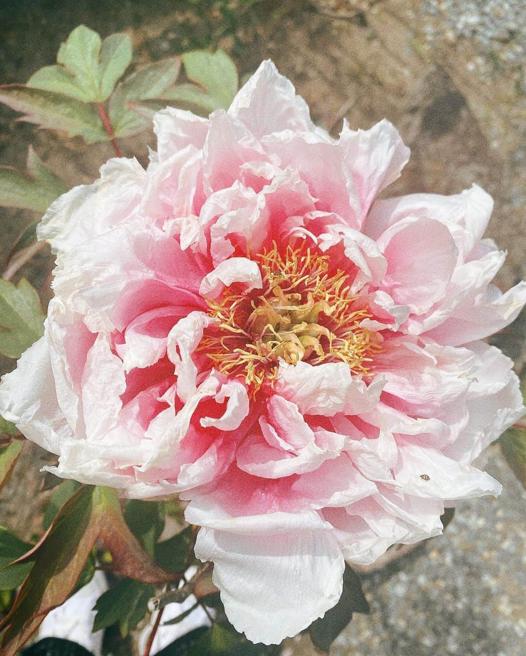鎌田梢のインスタグラム：「この前3年ぶり！？に帰省しました。これはお父さんがコツコツ育ててる庭のお花。 #実家 #ホームガーデニング」