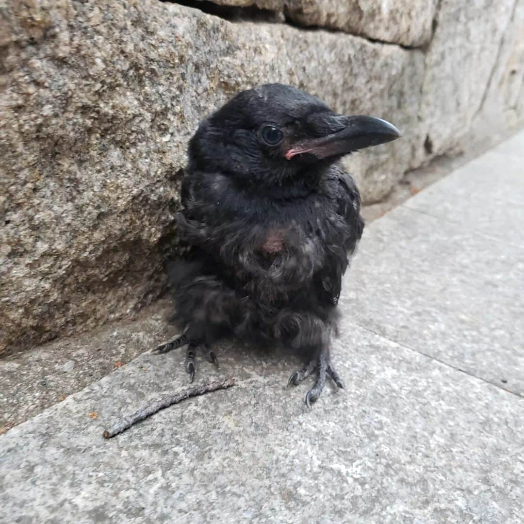 向山志穂のインスタグラム：「今年はカラスbaby が、、🏡 最初は弱っていたけど皆の協力で元気になっていました✴  毎年🐦の赤ちゃんに遭遇する事ができて娘も貴重な経験💕  #カラスの赤ちゃん」