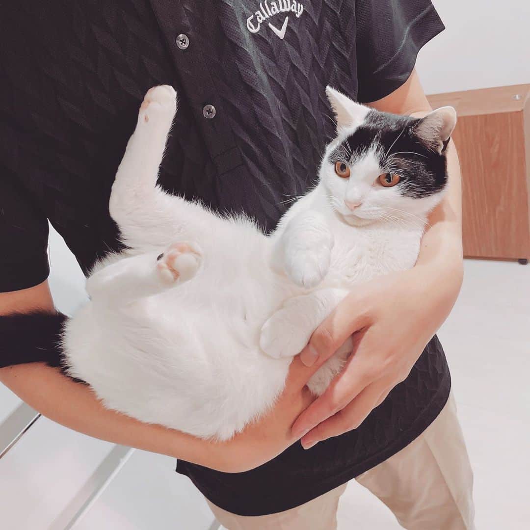 KAZUYAのインスタグラム：「この形の抱っこも許容してくれるようになったポコちゃん。 #猫 #cat」