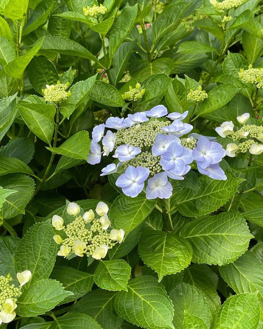 伊藤蘭さんのインスタグラム写真 - (伊藤蘭Instagram)「🌳 Bunkamuraシアターコクーン 舞台「みんな我が子」-All My Sons- 公演中止期間延長の お知らせをさせて頂きます。 ⁡ 下記の公演が、中止となりました。 5月24日(火)13:30 ⁡ 詳しくは公式サイトをご確認下さい。 https://www.bunkamura.co.jp/cocoon/lineup/wagako2022/ ⁡ どうぞご了承くださいますよう お願いいたします🙏 ⁡ #舞台 #Bunkamuraシアターコクーン #みんな我が子 #AllMySons #どうぞご自愛下さい」5月23日 21時23分 - ranito_official