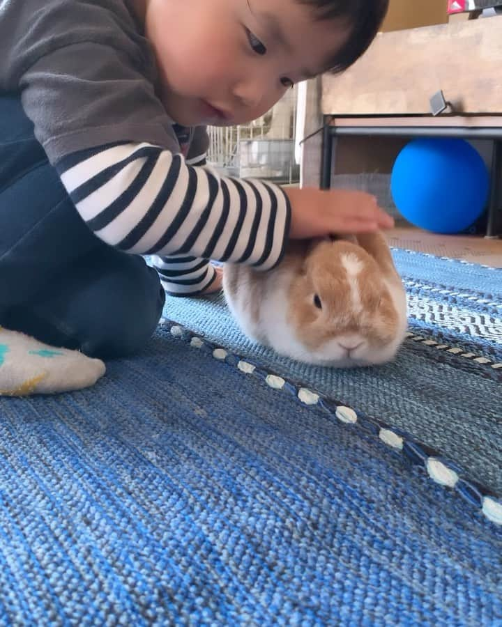 BUNNY?TUNA? のインスタグラム：「飼い主♀📸 🐰と、もっともっと仲良くなりたい💕 仲良くなって、🐰におねだりホリホリされたい🥺らしいです #願い #ネザーランドドワーフ#うさぎ#ふわもこ部#うさぎのしっぽ#ペット#netherlanddwarf#bunnystagram#rabbit#lapin#cutebunny#bunnylove#bunnies#pet#petgram#rabbitstagram#japan#kawaii#weeklyfluff#cutepetclub#instapets#instabunnies#animallovers#兔子#微小的」