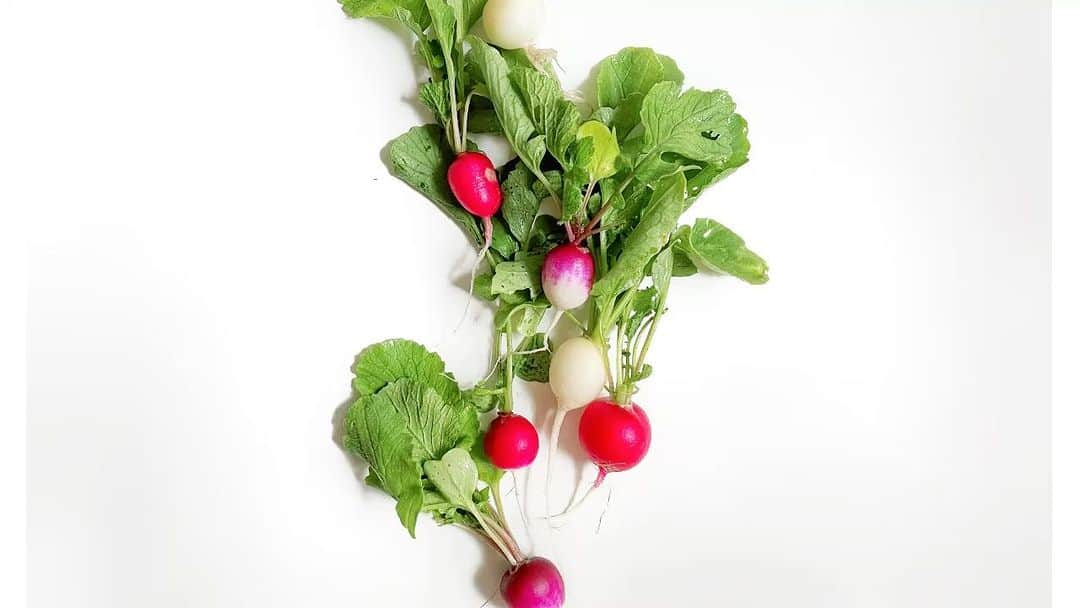 Chinamiのインスタグラム：「Radish, Green lettuce leaves, Sunny lettuce and tomato for morning salad #vegetable #homegrown #tomato 本日も家庭菜園のお楽しみ かがみ込んでじっくり観察 Fresh saladは素材が大切 特にトマトは脇芽かき後の ベビー苗発根過程必見です 沢山醍醐味詰まっているよ  #野菜 #サラダ #家庭菜園 #ラディッシュ #自家菜園 #ポタジェ #暮らしを楽しむ」