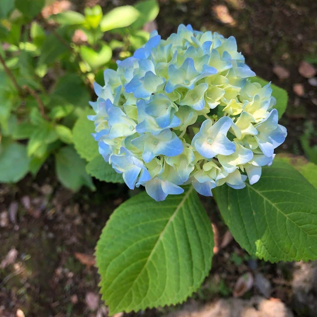 原口奈菜のインスタグラム：「公園の紫陽花の色がクリームソーダに見えてしまうくらい今日も暑かった🥤  綺麗な紫陽花✨ 雨を待ってちょっとソワソワ顔です☺️🍃」