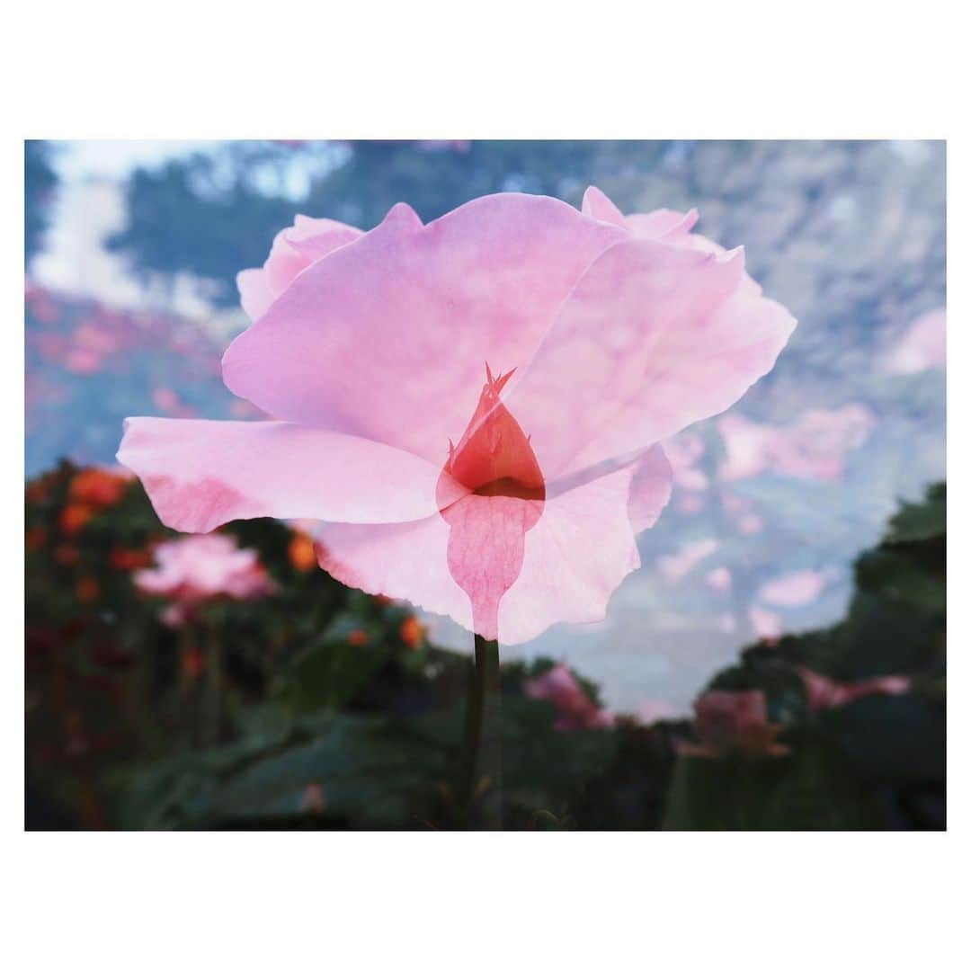 大塚愛さんのインスタグラム写真 - (大塚愛Instagram)「certainly  AIO　#aio #photo #flower #蕾 #こそ　#楽しけれ」5月24日 18時58分 - aiotsuka_official