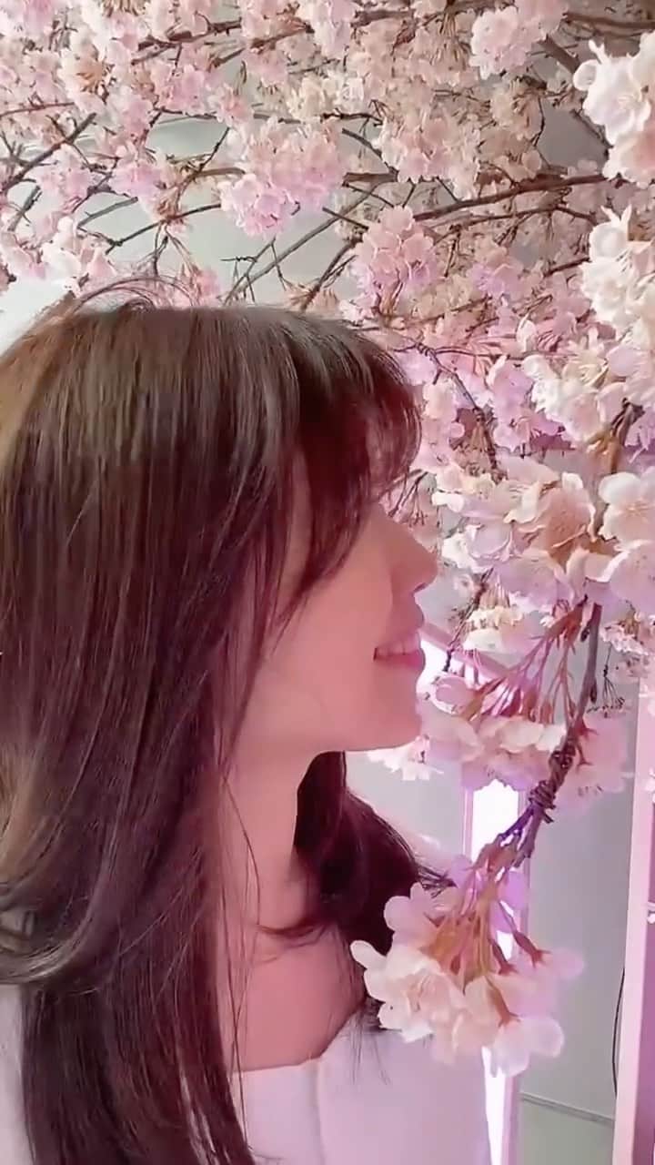 のインスタグラム：「季節外れの.....  さくらももこ🌸  花はいいなあ❤️❤️  #桜 #桜の季節  #sakura  #cherryblossom  #flowers  #ginza456 #flowerstagram  #flowerphotography」