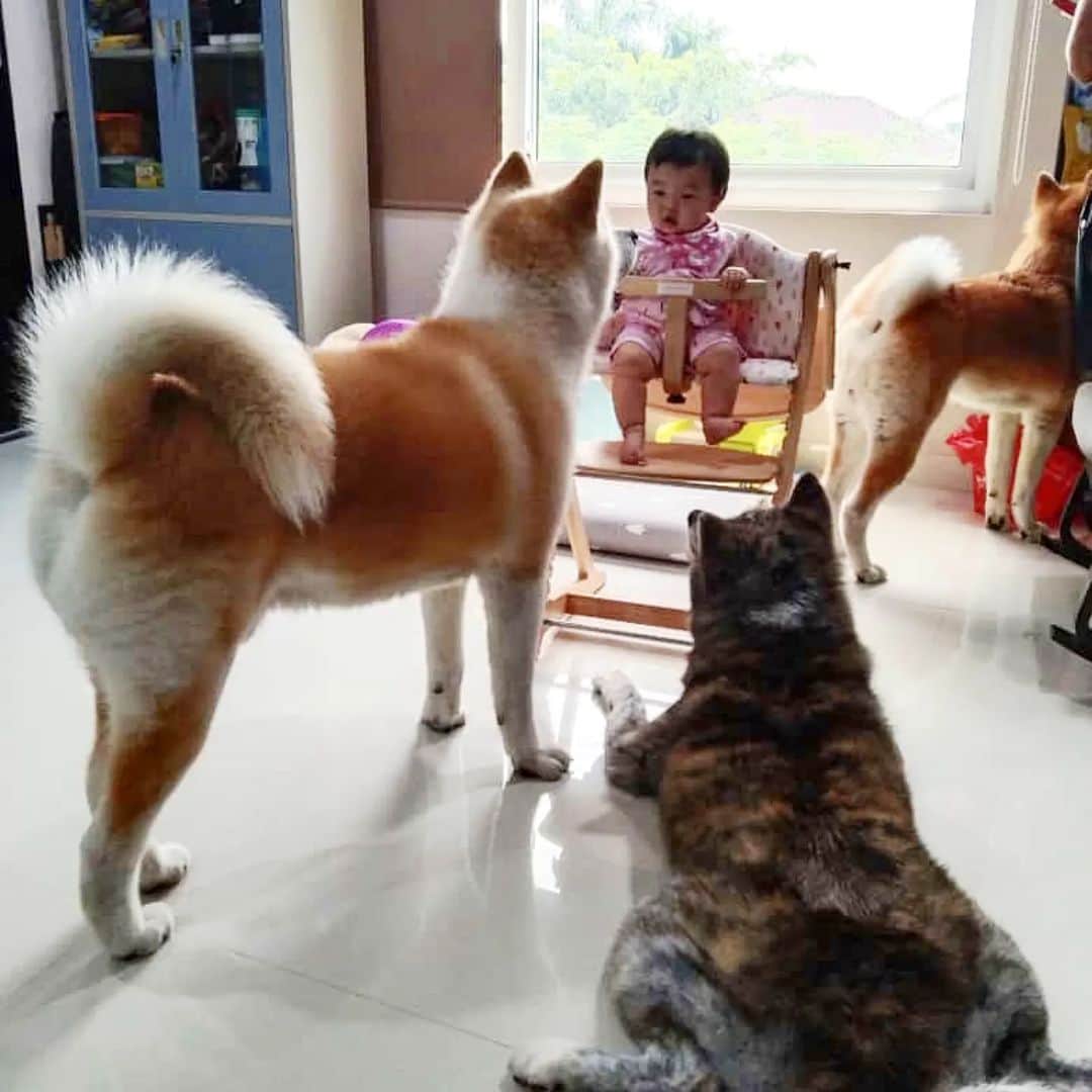 INA. CH KAITO VON JAH SUEDEのインスタグラム：「When the new boss set a new order @isabelle.j.v We follow  Except the lil one (busy sniffing around)   Loyal me and @akita.hana  .  . . . . . . . . . . . . #akita#akitafeatures#akita_feature#japaneseakita#dog_features#Hatchiko#love#animal#petoftheday#akitaofinstagram#pet#animal#秋田犬#犬#秋田#日本の秋田#日本犬 #大型犬 #日本語 #子犬 #可愛い #doglover#ワンコ大好き倶楽部公式 #photooftheday#akitagram#instapet#dogstagram#dog#puppy#INSTAKITA」