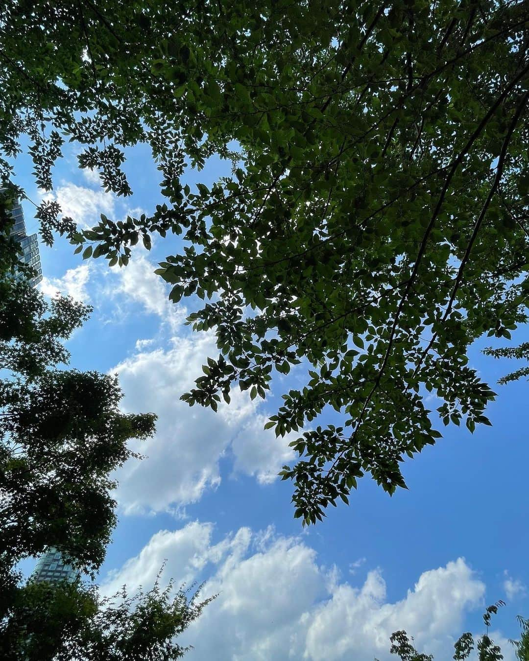 伊藤蘭さんのインスタグラム写真 - (伊藤蘭Instagram)「🌳 再びBunkamuraシアターコクーン 舞台「みんな我が子」-All My Sons- 公演中止期間延長のお知らせです。 ⁡ 下記の公演が、 新たに中止となりました。 ・5月25日(水)13:30 ・5月25日(水)18:30 ⁡ 詳しくは公式サイトをご確認下さい。 https://www.bunkamura.co.jp/cocoon/lineup/wagako2022/ ⁡ 昨日に続き、公演中止のお知らせ... 楽しみにしていて下さった方には 申し訳ありませんが、 どうかご理解の程、 宜しくお願い致します🙏 ⁡ 皆さまも体調管理、 念には念を入れて、 気をつけてお過ごしくださいね。 ⁡ #舞台 #Bunkamuraシアターコクーン #みんな我が子 #AllMySons #私も気をつけます」5月24日 15時12分 - ranito_official