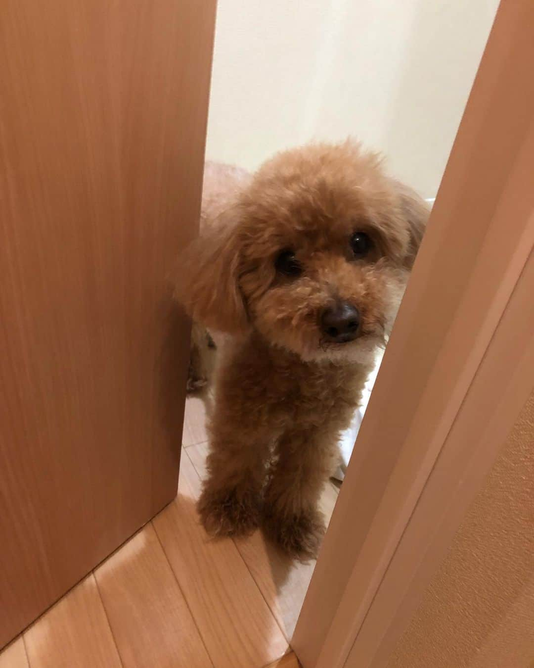 新井涼平のインスタグラム：「ふんばり中に偵察しに来る犬。 なんか言いたいのかな？  #くさい ＃閉めろ #散歩連れてけ」