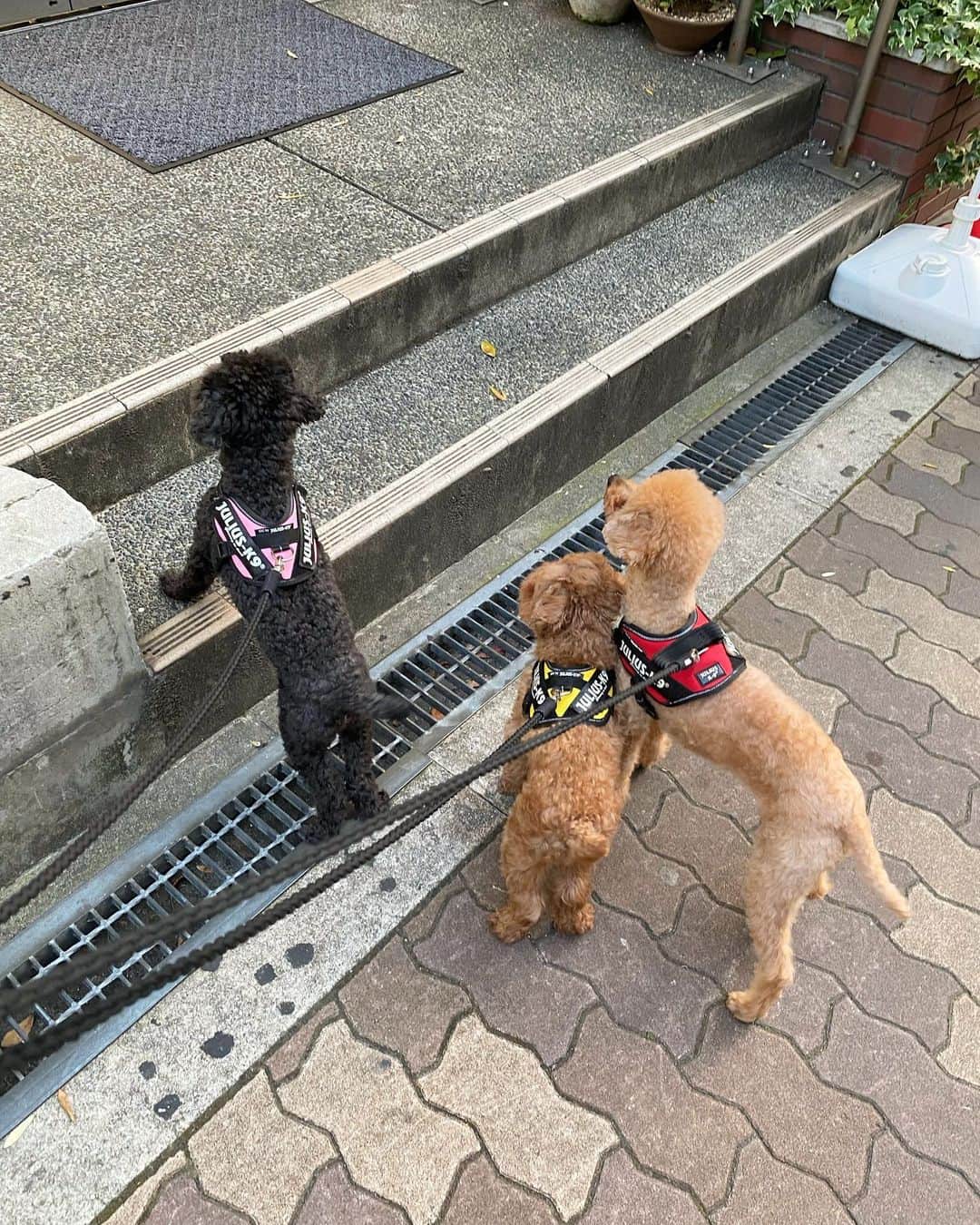 木村沙織のインスタグラム：「. コンビニ行ったボスを ずーっと見張ってる犬たち😂😂 . . #しゅぷ🐶 #ぎゅう🐶 #まっくす🐶」