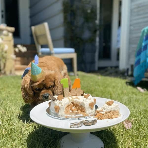 のインスタグラム：「Last day to treat yourself to some re-birthday goodies.🐶 Link in bio for something sweet.​」