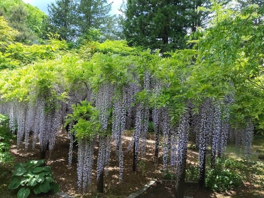 上林ホテル仙壽閣のインスタグラム：「今日の上林は、朝から20℃越えて暑いです。そのような天気の下、ようやく、藤棚が満開になりました！そして、白いツツジが、白絨毯のように咲き始めました😆」