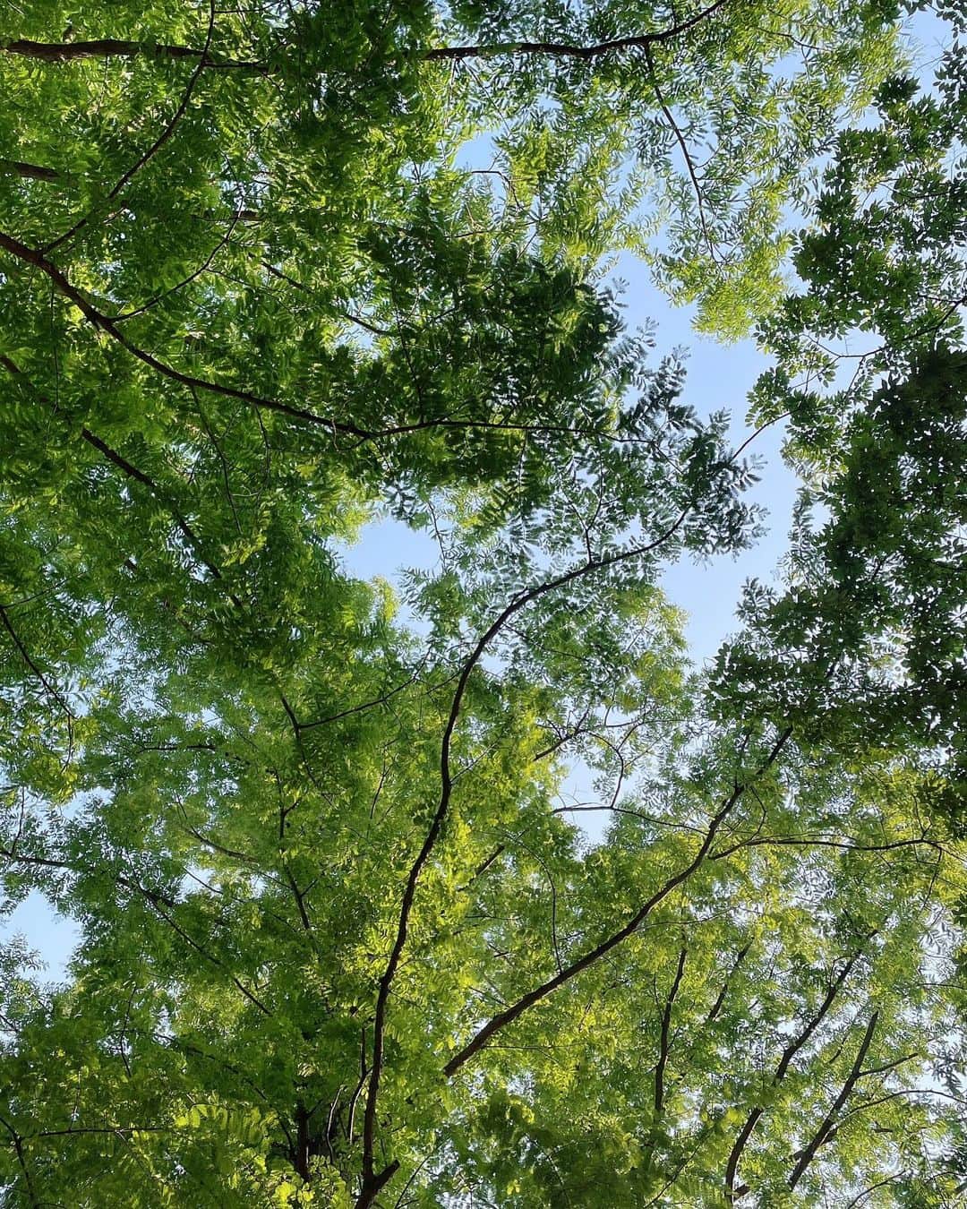 yuco_yoshidaさんのインスタグラム写真 - (yuco_yoshidaInstagram)「昨日はチュカテでテイクアウトして 靭公園でpicnic🍷 天気よくて気温もちょうどよかった♡ 新緑が気持ちいい〜季節☺️🌿✨✨ ・ ・ #チュカテ  #テイクアウトランチ  #ナチュラルワイン」5月25日 8時06分 - yuco_yoshida