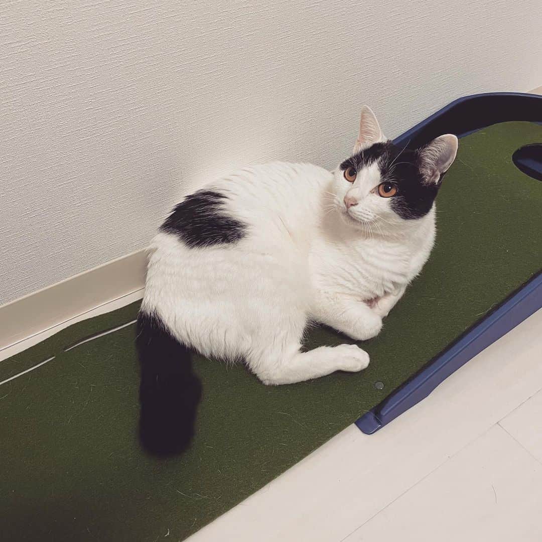 KAZUYAのインスタグラム：「パターマットの傾斜部分がお気に入りです。 まぁそのせいで練習できないんですけどね😐 #猫 #cat」