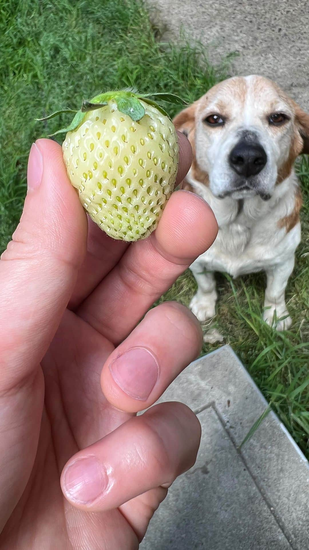 辻怜次のインスタグラム：「🐶❤️🍓  いちごが大好きな愛犬ピースに待てをさせてみました。  ちなみに犬は体内でビタミンCを生成することができるらしく、いちごを食べる意味はあまりないそうです。  #beagle #dog #japanesedog #dogstagram #doglover #beaglelove #beaglelife #beaglelover #beaglegram #beaglestagram #strawberry #stay #待て #🐶 #🍓#こちらは白い品種のいちごではなくてシンプルに私が摘むのが早かっただけです」