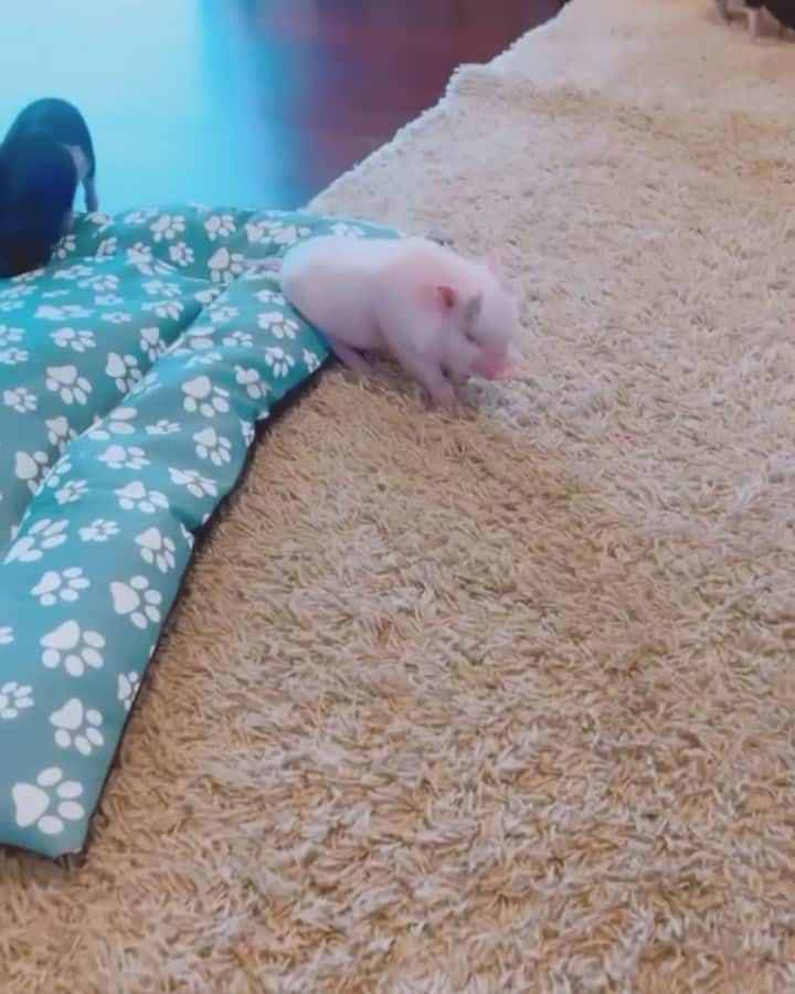 animals.coのインスタグラム：「Twerking piggy 🐽 Video vy @our.farm.and.us」