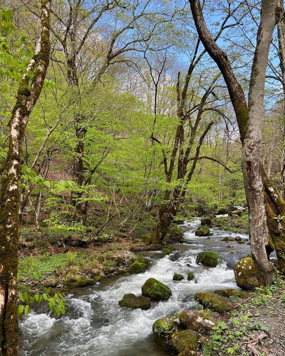 翁安芸さんのインスタグラム写真 - (翁安芸Instagram)「自然の山の中のお散歩⛰🌿  気持ちのいい空気に川の水を感じたり、ダイナミックな木々に囲まれいつもと違うお散歩✨✨  #momanddaughter #自然 #会津 #weekendinnature #aizu」5月1日 14時13分 - akinyc