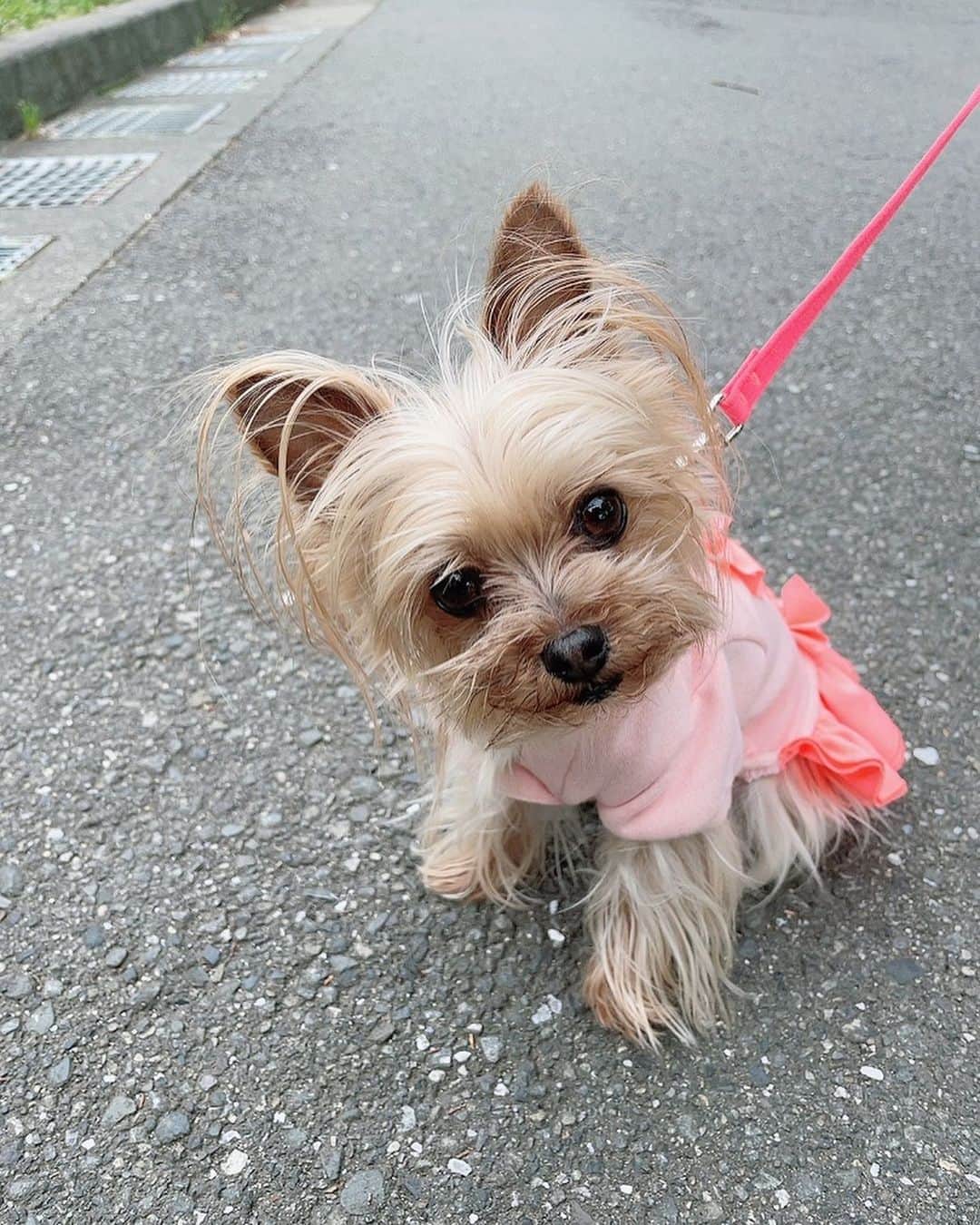 のインスタグラム：「早朝Angeとお散歩に行ってきました🐾 皆さん素敵な日曜日の午後をお過ごしください🌿  #犬 #犬スタグラム #犬のいるくらし #ヨークシャテリア #大好き#dog #dogstagram #yorkshireterrier  #テレビ朝日 #アナウンサー #島本真衣」