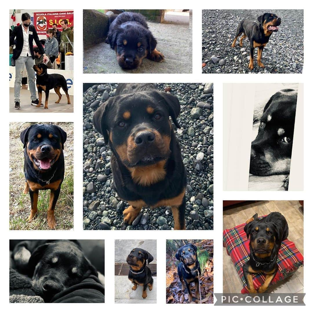 ヴァレンティナ・アリゲッティのインスタグラム：「Buon compleanno pasticcino ❤️ #1annodite #Jorah #sonofigomarestoumile  #therainbowflock #solofigaccioni #marchesatokennel #rottweiler」