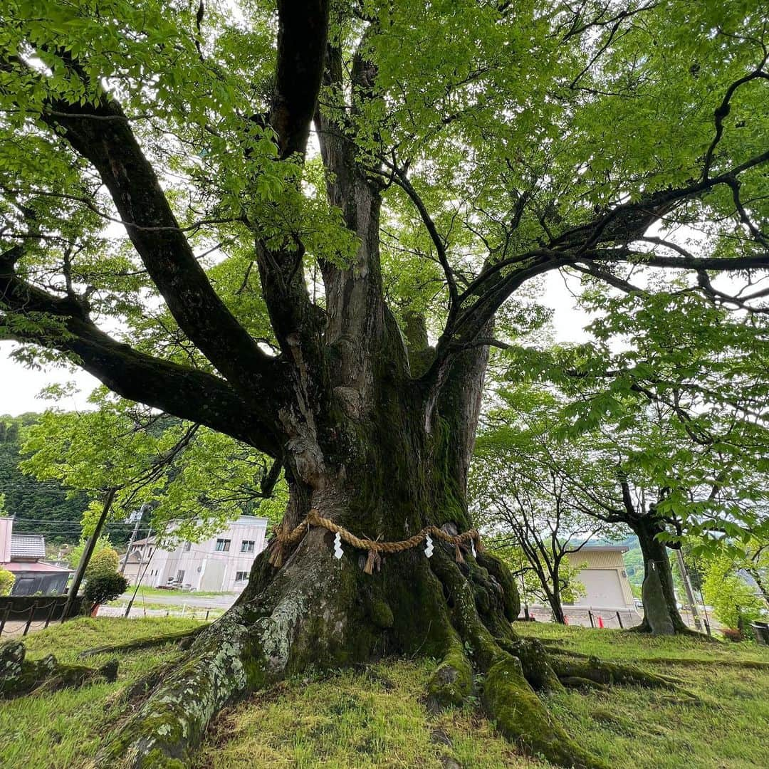 薮下柊さんのインスタグラム写真 - (薮下柊Instagram)「自然Vibes 🌲🌳🌱  野間の大けやきからは、神秘的なパワーを感じて、なんか凄い力を分けてもらえた気がしました💚 リフレッシュできた1日でした✨  #能勢」5月1日 18時04分 - __yabushita_shu__